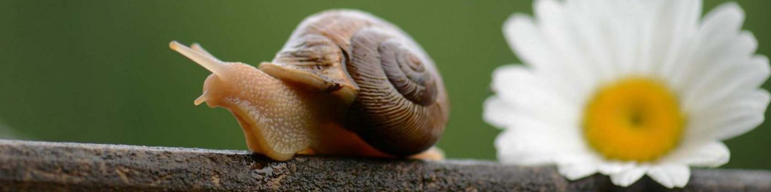 +Caracol. El caracol congelado al mejor precio en Mallorca.