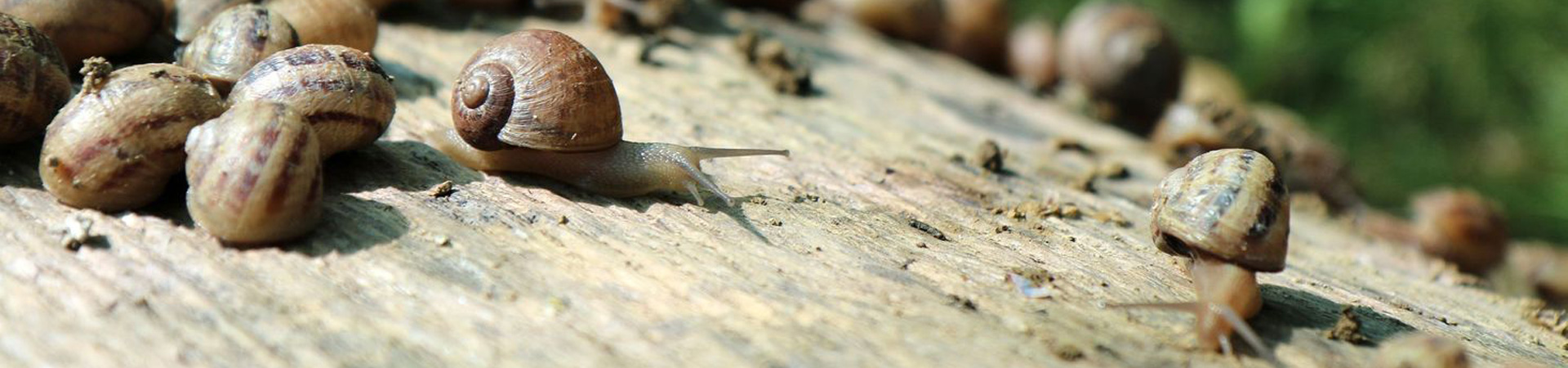 +Caracol. El caracol congelado al mejor precio.
